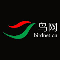 鸟网