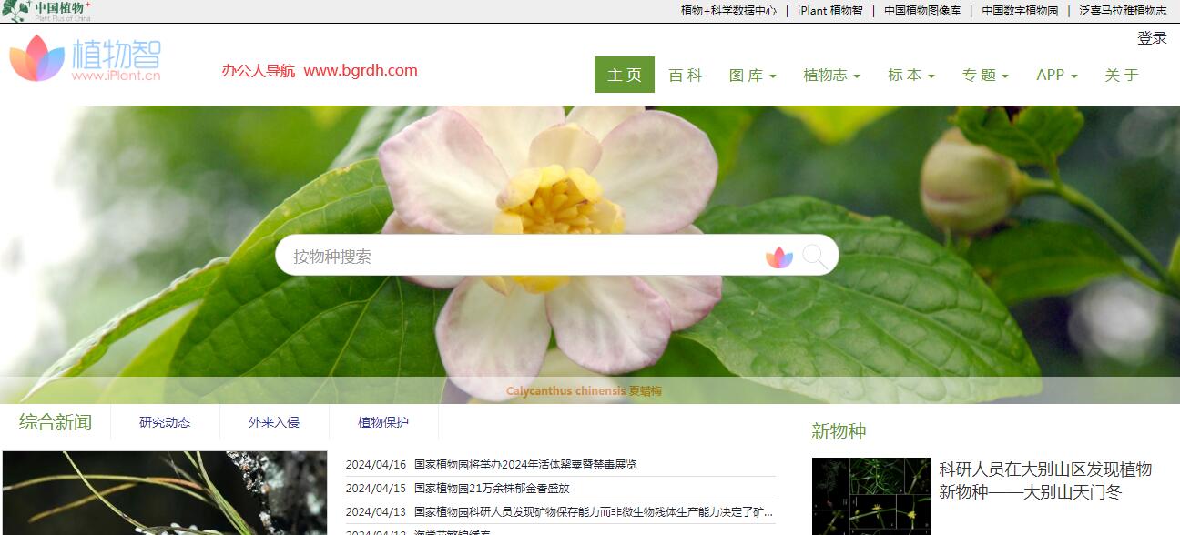 iPlant植物智插图